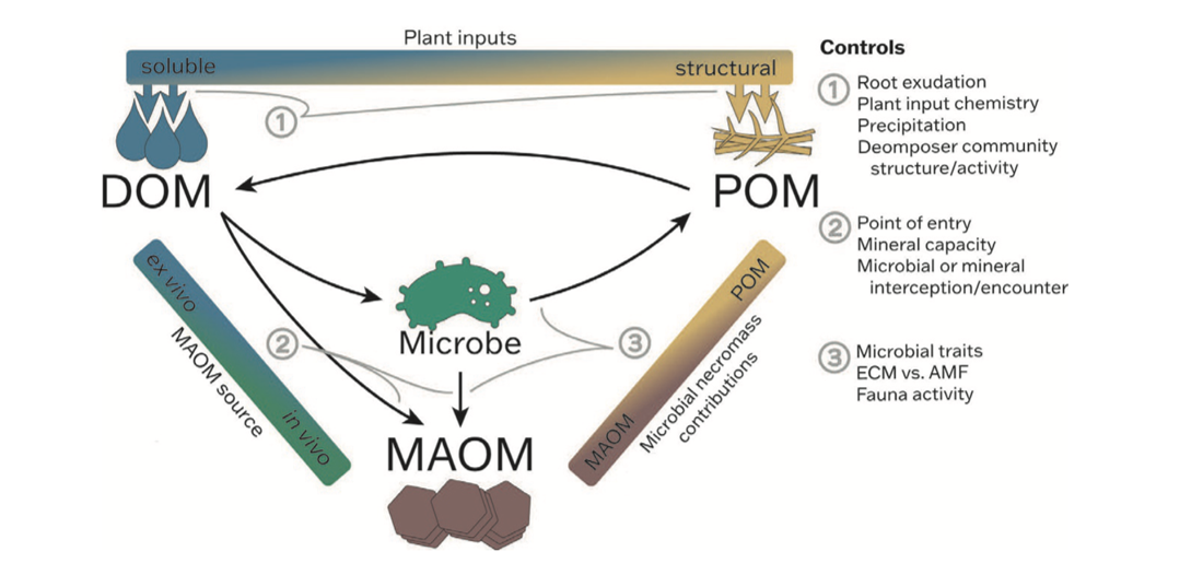 Diagram illustrating interactions among dissolved organic matter (DOM), particulate organic matter (POM), microbial biomass (MAOM), and microbes in soil processes. Key components include arrows showing flow between DOM, POM, and MAOM, with controls listed for root exudation, mineral capacity, and microbial traits, highlighting microbial contributions to organic matter transformation.